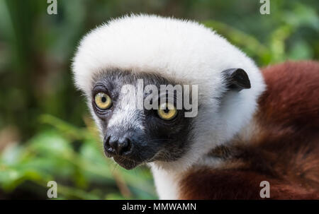 Sifaka, einem großen Lemur, die von Baum zu Baum springt in eine aufrechte Position und Verantwortungsbereichen kommt auf den Boden und, wenn Sie sie seitwärts Spaziergänge, Andasibe Stockfoto