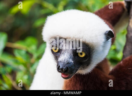 Sifaka, einem großen Lemur, die von Baum zu Baum springt in eine aufrechte Position und Verantwortungsbereichen kommt auf den Boden und, wenn Sie sie seitwärts Spaziergänge, Andasibe Stockfoto