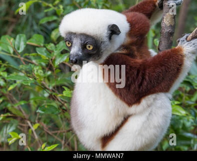 Sifaka, einem großen Lemur, die von Baum zu Baum springt in eine aufrechte Position und Verantwortungsbereichen kommt auf den Boden und, wenn Sie sie seitwärts Spaziergänge, Andasibe Stockfoto