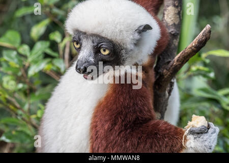 Sifaka, einem großen Lemur, die von Baum zu Baum springt in eine aufrechte Position und Verantwortungsbereichen kommt auf den Boden und, wenn Sie sie seitwärts Spaziergänge, Andasibe Stockfoto