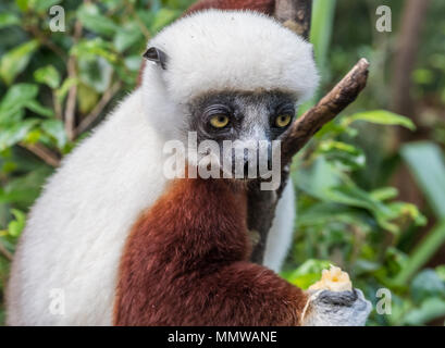 Sifaka, einem großen Lemur, die von Baum zu Baum springt in eine aufrechte Position und Verantwortungsbereichen kommt auf den Boden und, wenn Sie sie seitwärts Spaziergänge, Andasibe Stockfoto