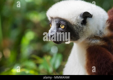 Sifaka, einem großen Lemur, die von Baum zu Baum springt in eine aufrechte Position und Verantwortungsbereichen kommt auf den Boden und, wenn Sie sie seitwärts Spaziergänge, Andasibe Stockfoto