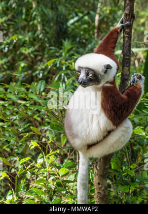 Sifaka, einem großen Lemur, die von Baum zu Baum springt in eine aufrechte Position und Verantwortungsbereichen kommt auf den Boden und, wenn Sie sie seitwärts Spaziergänge, Andasibe Stockfoto