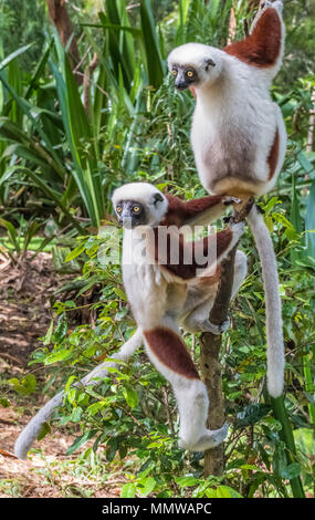 Sifaka, einem großen Lemur, die von Baum zu Baum springt in eine aufrechte Position und Verantwortungsbereichen kommt auf den Boden und, wenn Sie sie seitwärts Spaziergänge, Andasibe Stockfoto