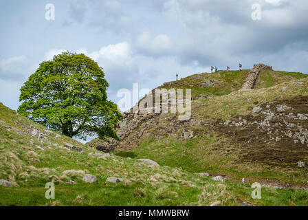 Sycamore Gap Hadrians Wall. England Northumberland Northumberland. England. 2023 von Vandalen gefällt Stockfoto