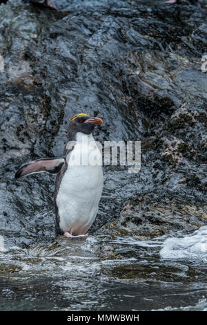 Britisches Überseegebiet, Südgeorgien, Cooper Bay. Makkaroni Pinguine (Wild: Eudyptes chrysolophus) an der felsigen Küste. Stockfoto