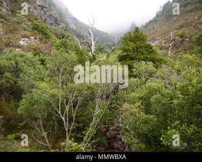 Tal des Flusses Homem, Peneda-Gerês Nationalpark im Norden Portugals Stockfoto