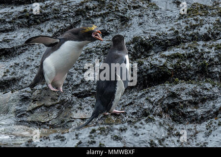 Britisches Überseegebiet, Südgeorgien, Cooper Bay. Makkaroni Pinguin (Wild: Eudyptes chrysolophus) "Kreischen" an zügelpinguin Pygoscelis (Wild: Stockfoto