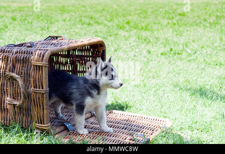 Husky Welpen in einem Korb Stockfoto