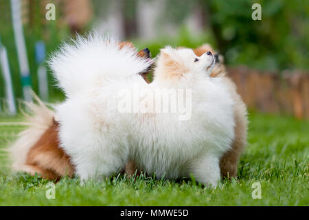 Wunderbare weiße Spitz Hund in der Natur Hintergrund. Tiere leben. Family Fun puppy pet. Stockfoto