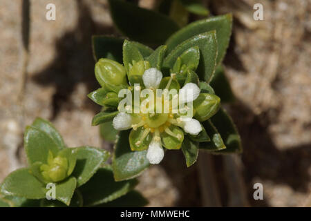 In der Nähe von Meer Sandwort (Honckenya peploides) Stockfoto