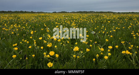 Britische rippenbögen Wiese in Hengistbury Head, Christchurch. Grasland bedeckt, gelbe Blumen in Gras und Löwenzahn. Stockfoto