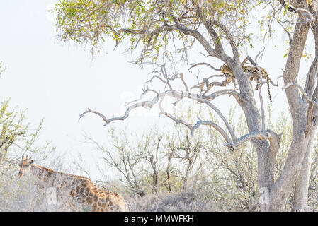 Leopard auf Acacia Tree Branch gegen weißen Himmel. Giraffen wandern ungestört. Wildlife Safari im Etosha Nationalpark, Reiseziel Stockfoto