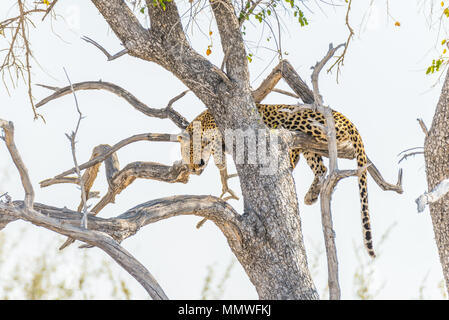 Leopard hocken von Acacia Tree Branch gegen weißen Himmel. Wildlife Safari im Etosha National Park, wichtigsten Reiseziel in Namibia, Afrika. Stockfoto