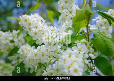 Die weißen Blüten des Jasmin auf Niederlassung in Nahaufnahme, (jasminum) Stockfoto