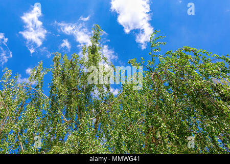 Birke Äste gegen den blauen Himmel Hintergrund im Frühling Stockfoto