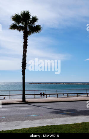 Palm Tree an der Küste von Spanien, Pineda de Mar. Stockfoto