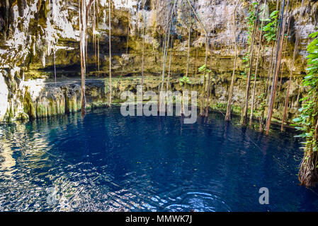 Cenote San Lorenzo Oxman in der Nähe von Valladolid, Yucatan, Mexiko. Schwimmen und Entspannen im tiefen türkisklares Wasser. Stockfoto