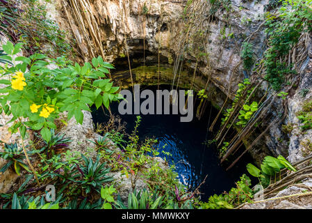 Cenote San Lorenzo Oxman in der Nähe von Valladolid, Yucatan, Mexiko. Schwimmen und Entspannen im tiefen türkisklares Wasser. Stockfoto