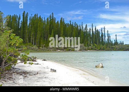 Endemische cook Kiefern, Araucaria Columnaris, natürlichen Pool von Oro Bay, Isle of Pines, Neukaledonien, South Pacific Stockfoto