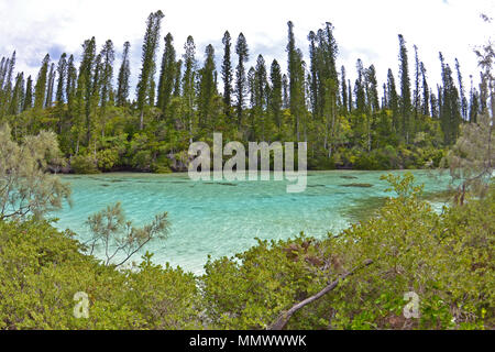 Endemische cook Kiefern, Araucaria Columnaris, natürlichen Pool von Oro Bay, Isle of Pines, Neukaledonien, South Pacific Stockfoto