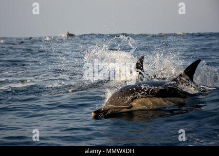 Lange-beaked Common dolphin, Delphinus capensis, schwimmt auf der Oberfläche weg Coffee Bay, Eastern Cape, Südafrika, Wild Coast Stockfoto