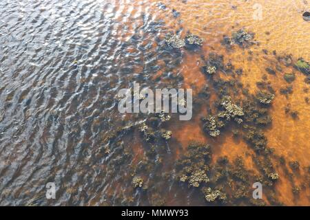 In der Nähe von Sand, Algen, Steinen und Wellen in Fluss Stockfoto
