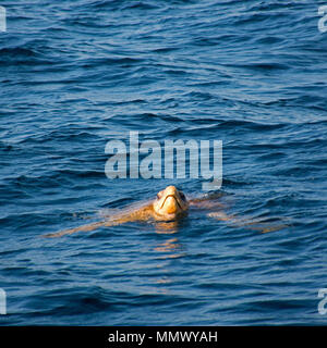 Hawksbill Sea Turtle, Eretmochelys imbricata, Oberflächen zu atmen, Coffee Bay, Eastern Cape Wild Coast, South Afrika, Indischer Ozean Stockfoto