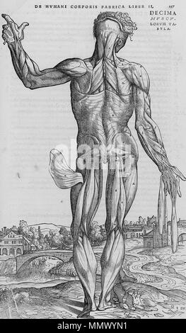 . Englisch: Seziert menschlichen Körper. . 1543. Andreas Vesalius (1514-1564) Alternative Namen Andreas van Wesel, Andreas Vesal, André Vesalio, Andre Vesale Beschreibung flämischen Maler und Anatom Datum der Geburt / Tod 31. Dezember 1514 vom 15. Oktober 1564 Ort der Geburt / Todes Bruxelles Zakynthos Authority control: Q 170267 VIAF:?:? ISNI 51696979 0000 0001 2132 6681 ULAN:?? n 500327607 LCCN: 81035178 NLA:? 35580728 WorldCat De Humani Corporis Fabrica (21) Stockfoto