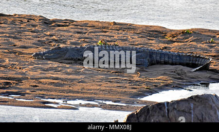 Eine Nil Krokodil, Crocodylus niloticus, liegt in der Nähe des Crocodile River, Krüger Nationalpark, Südafrika Stockfoto