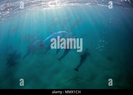 Große Tümmler, Tursiops sp., Coffee Bay, Eastern Cape, Südafrika, Wild Coast Stockfoto