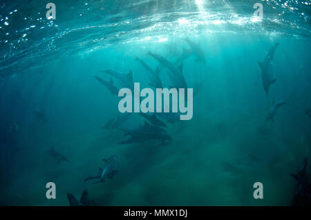 Große Tümmler, Tursiops sp., Coffee Bay, Eastern Cape, Südafrika, Wild Coast Stockfoto