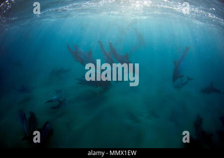 Große Tümmler, Tursiops sp., Coffee Bay, Eastern Cape, Südafrika, Wild Coast Stockfoto