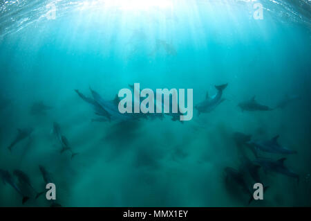 Große Tümmler, Tursiops sp., Coffee Bay, Eastern Cape, Südafrika, Wild Coast Stockfoto