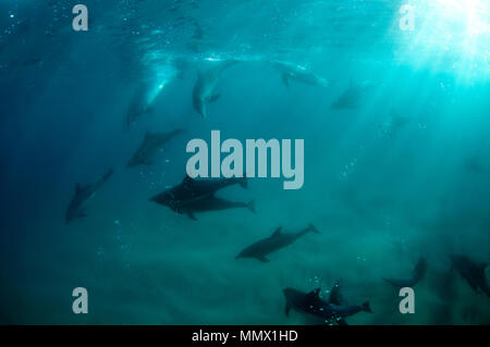 Große Tümmler, Tursiops sp., Coffee Bay, Eastern Cape, Südafrika, Wild Coast Stockfoto