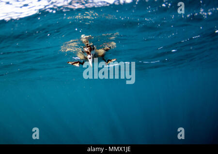 Ein weißes, dass Petrel, Procellaria aequinoctialis, sucht neugierig Unterwasser für Sardinen, Coffee Bay, Eastern Cape Wild Coast, Südafrika, Indien Stockfoto