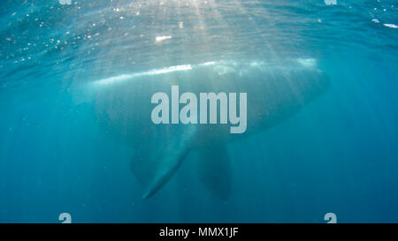 Southern Right Whale, Eubalaena Australis, Coffee Bay, Eastern Cape Wild Coast, South Afrika, Indischer Ozean Stockfoto