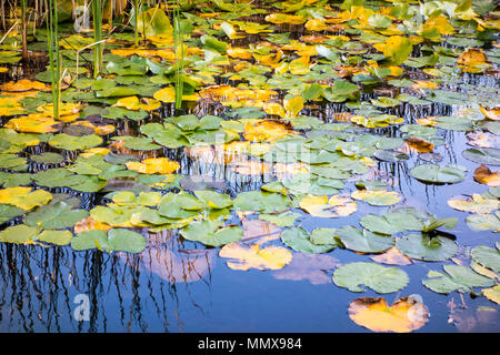 Lily Pond/Lilienteichen Stockfoto