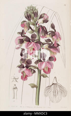 . Rosea Eulophia (syn. Lissochilus Roseus). 1844. Miss Drake (1803-1857) del. , G. Barclay sc. Rosea Eulophia (als Lissochilus Roseus) - Edwards vol 30 (NS7) pl 12 (1844) Stockfoto