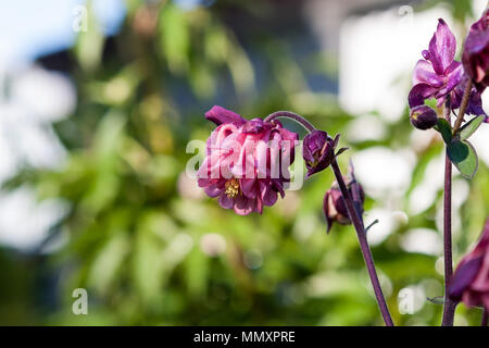 Europäische Columbine, Akleja, (Aquilegia vulgaris) Stockfoto