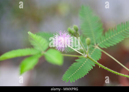 Empfindliche Pflanze, Sensitiva (Mimosa pudica) Stockfoto