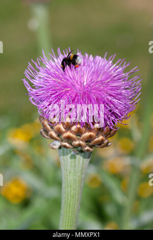 Baumwolle Distel, Ulltistel (Onopordum acanthium) Stockfoto