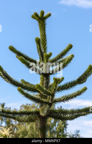 Monkey Puzzle Tree, Brödgran (Araucaria araucana) Stockfoto