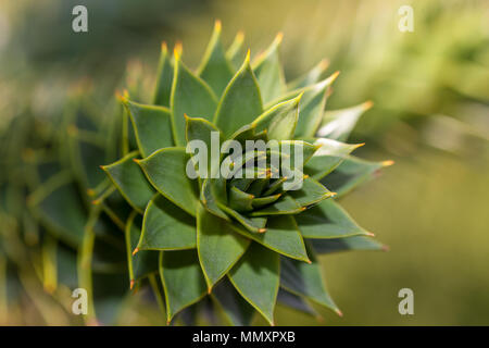 Monkey Puzzle Tree, Brödgran (Araucaria araucana) Stockfoto