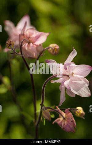 Europäische Columbine, Akleja, (Aquilegia vulgaris) Stockfoto