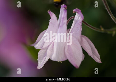 Europäische Columbine, Akleja, (Aquilegia vulgaris) Stockfoto