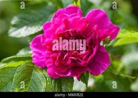 Rugosa Rose, Vresros (Rosa rugosa) Stockfoto