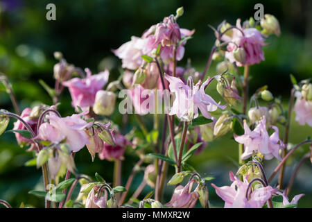 Europäische Columbine, Akleja, (Aquilegia vulgaris) Stockfoto