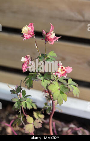 "Rose und Elfenbein" Hybrid Columbine, Guldakleja (Aquilegia hybrida) Stockfoto