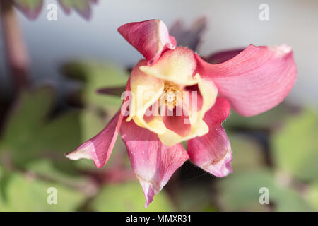 "Rose und Elfenbein" Hybrid Columbine, Guldakleja (Aquilegia hybrida) Stockfoto